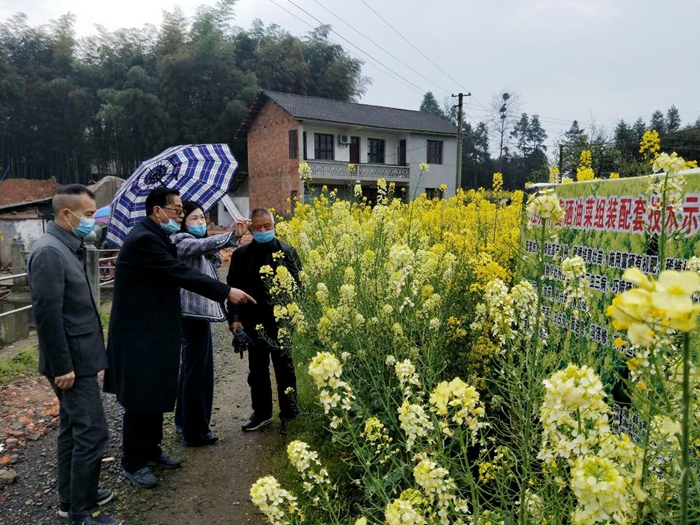 桃源富硒油菜組裝配套技術(shù)試驗(yàn)示范初見成效