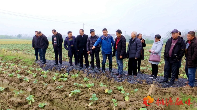 桃源縣舉行富硒油菜組裝配套高產(chǎn)栽培示范基地現(xiàn)場觀摩調(diào)研